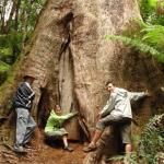 Malt Rest (Otway Park) - Rainforest walk